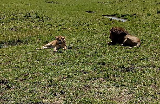 Nairobi National Park Morning Game Drive