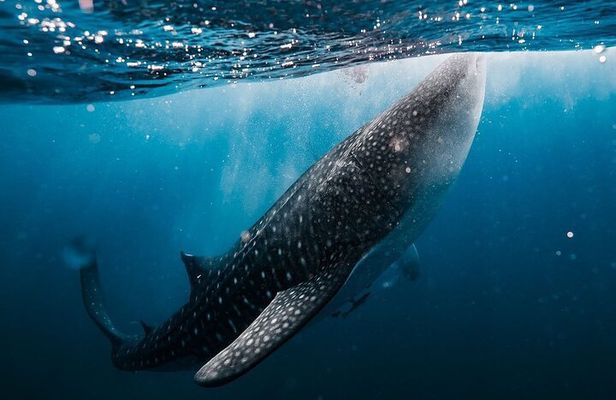 Whale Shark Adventure 2 Days 1 Night Sharing Trip