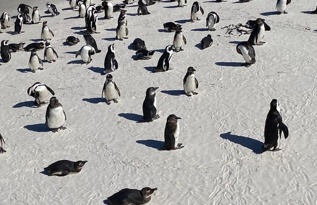 Full day Cape Point Cape of Good Hope with Penguins Tour