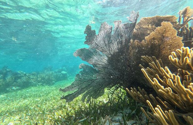 2 Island Adventure: Contoy & Mujeres with Snorkeling & open bar