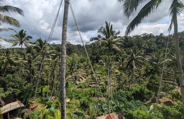 Explore Ubud Art Market, Monkey Forest and Rice Terraces