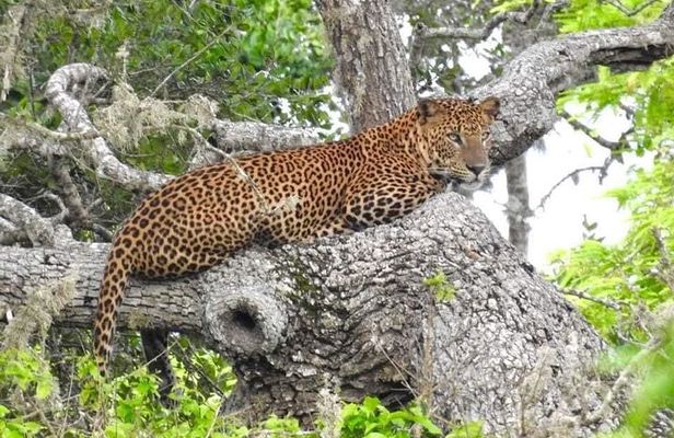 Yala National Park Half Day Safari - 4.30 a.m to 11.30 a.m