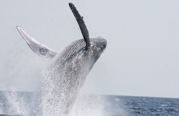 Whale Watching in Okinawa From Naha or Chatan
