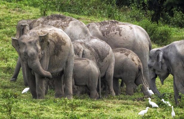 Hua Hin Kuiburi Wild Elephant Watching