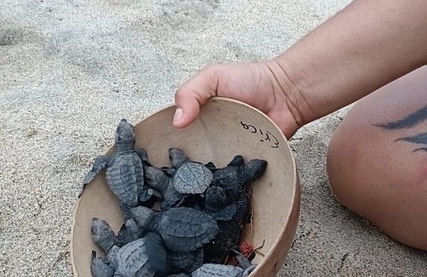 Turtles Release Adventure