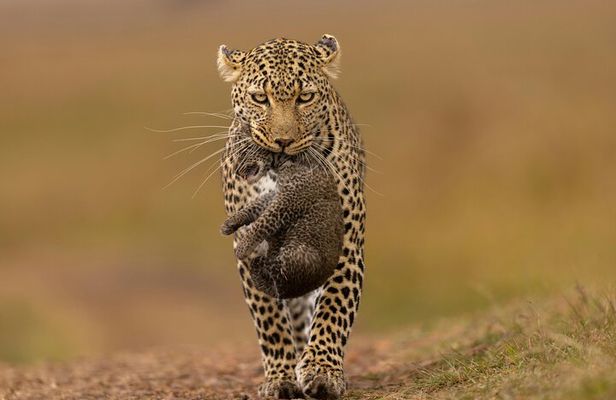 4 Days Masai Mara Nakuru Shared Budget Cruiser Safari