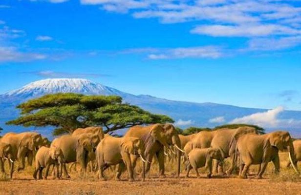 Private Day Tour To Amboseli National Park