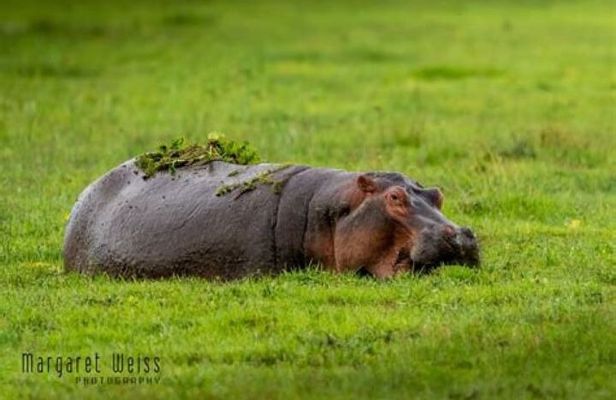 Private Day Tour To Amboseli National Park