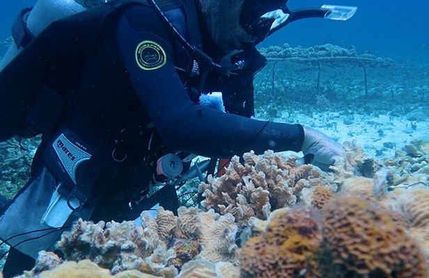 PADI AWARE Coral Reef Conservation Specialist Scuba Course