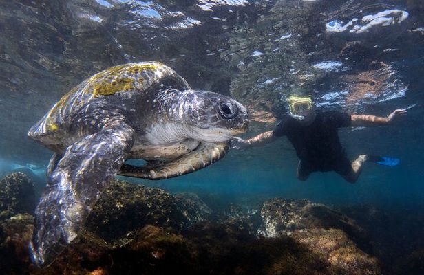 Snorkeling with Turtles at Cook Island Aquatic Reserve