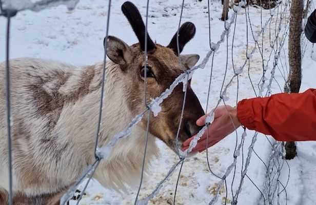 Full Day Stuðlagil Canyon and Reindeer Park Guided Tour