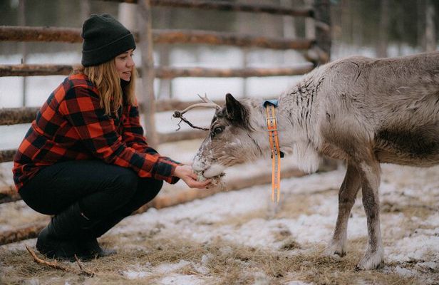 Reindeer Herding and a Snowmobile Slegh Ride