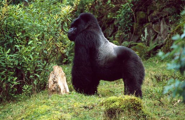 1 Day Rwanda Ultimate Gorilla Trekking Safari