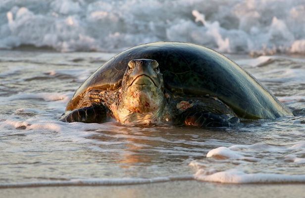 Ningaloo Turtle Watching and Stargazing Tour