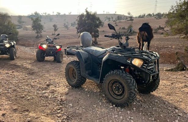 From Taghazout: Desert Quad + goats in the trees