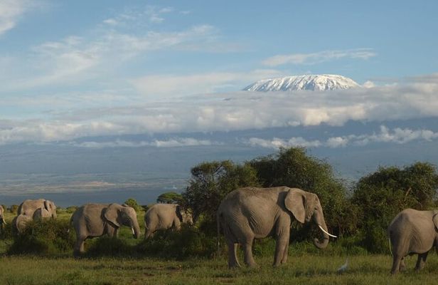 3 Day Exploring Amboseli National Park