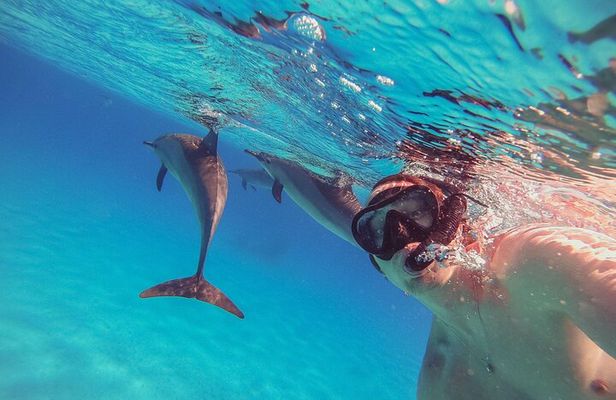 Swim with Dolphins & Snorkeling Day Trip & Lunch - Marsa Alam