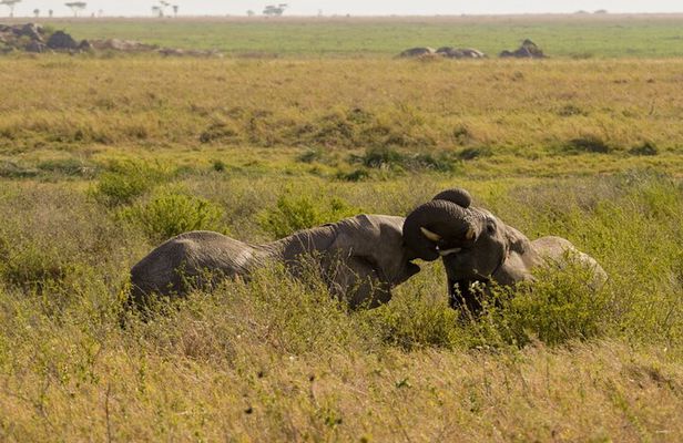 1 Day Trip Tarangire National Park
