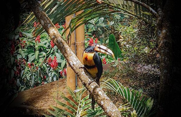 tour to Mindo (Cloud forest) from Quito - Adventure & Nature.