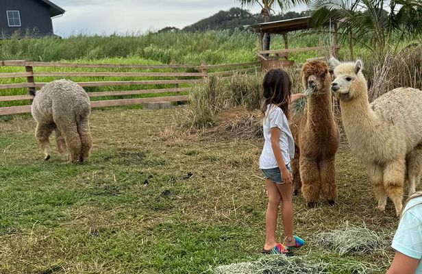Alpaca Farm Experience on the Road to Hana