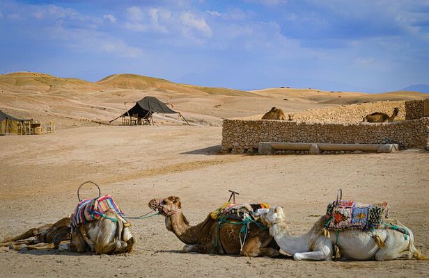 Quad, camel and dinner with show in the desert of Agafay