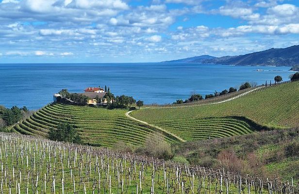 Half day Txakoli Wine and Getaria Tour