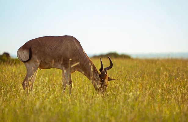 3 Days Exploring the Iconic Serengeti and Ngorongoro Crater