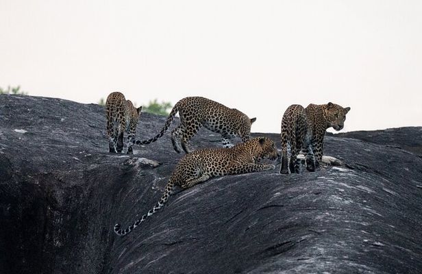 Yala National Park special Half-Day & Full-Day Safari Adventure