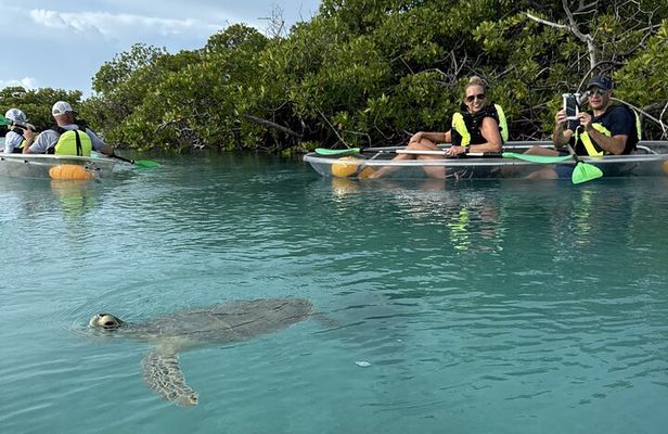 3hr Clear Kayak Tour of Mangroves, Marine Life and Iguanas