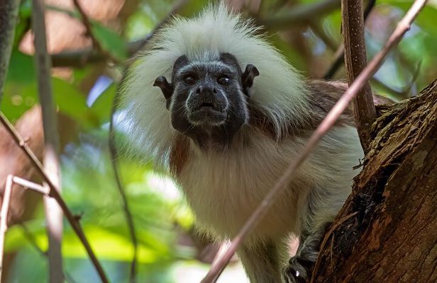 Into the Wild: A Volunteer Experience with Monkey Reintroduction