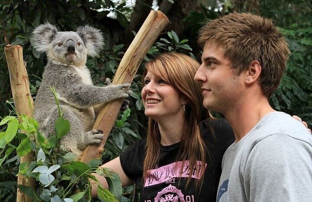 PRIVATE Blue Mountains, Scenic World & Australian Wildlife Tour
