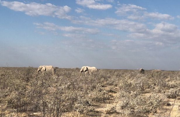 2 Days Etosha Safari Guided Tour