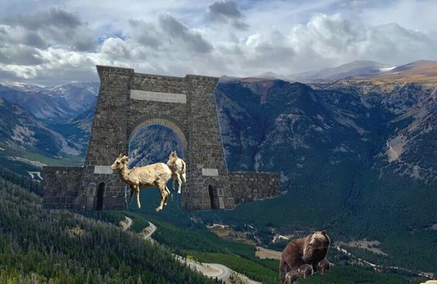 Private Yellowstone Wildlife and Photo Tours West Yellowstone