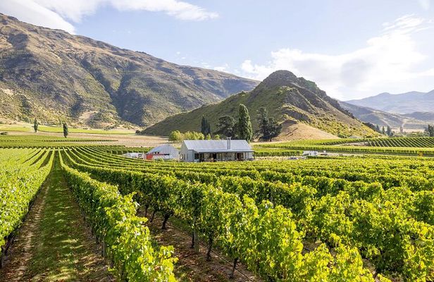 Queenstown Wine & Food Tour: Scenery, Tastings & Delicious Lunch!