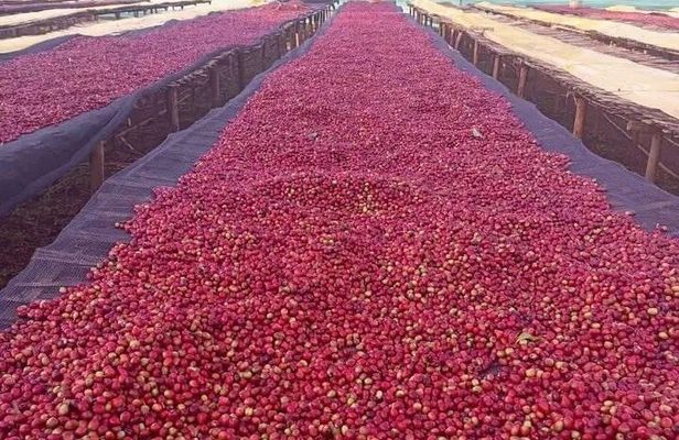 5 Days coffee Tour in Ethiopia