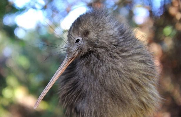 Twilight Wild Kiwi Bird Encounter Private Tour