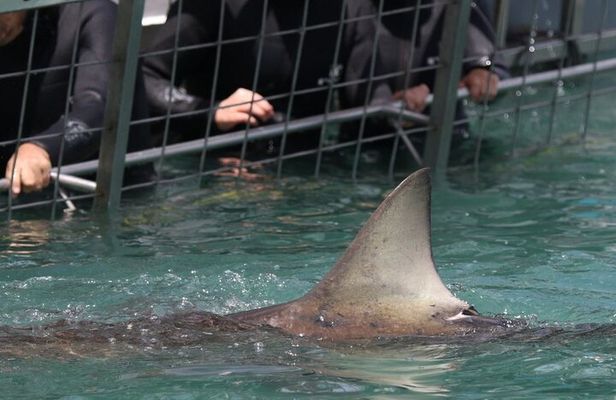 Shark Cage Diving with Return Transport from Cape Town