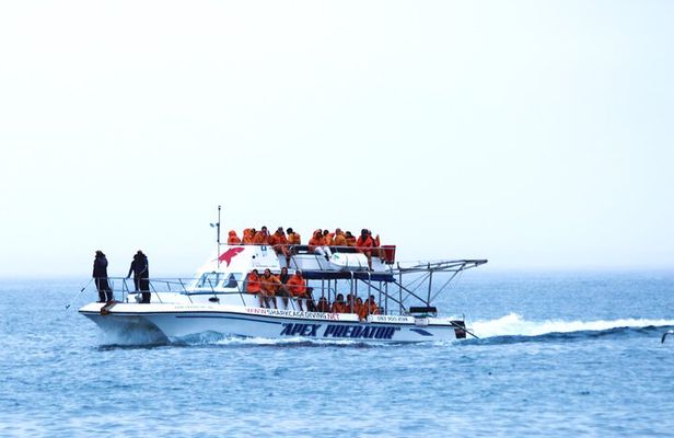 Shark Cage Diving with Return Transport from Hermanus