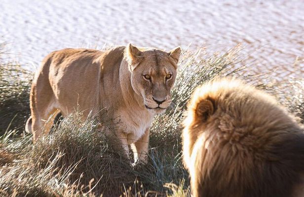 Big 5 Aquila Safari Full Day Tour and Lunch
