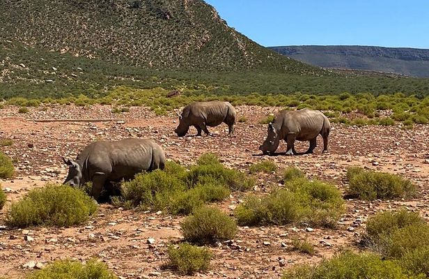 Cape Town Full Day Big 5 Game Reserve Safari with Lunch