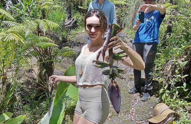 Big Island Jungle Tour with Banana and Guava Green Tea