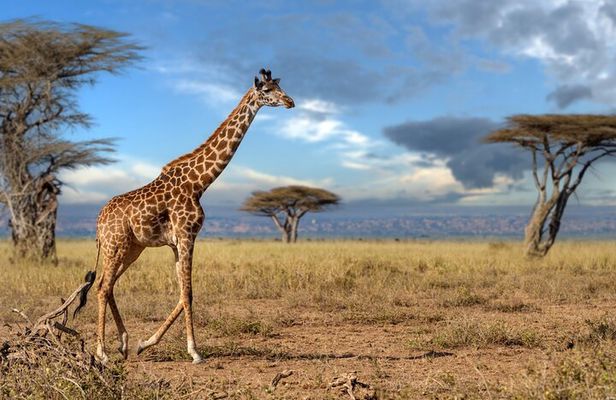 5 Days Mid-Range Group Safari with Accommodation