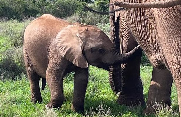 Port Elizabeth Addo Elephant National Park All Inclusive Safari