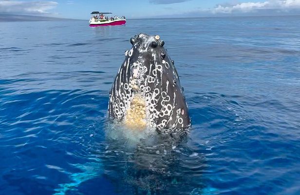 2 hour Lahaina Sunrise Whale Watch