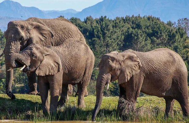 7-Day Garden Route Safari Adventure from Cape Town
