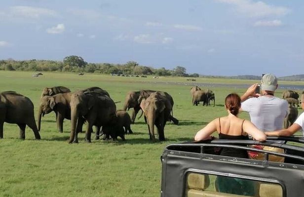Luxury safari to minneriya national park