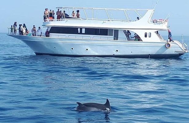 Dolphin House Snorkeling Sea Trip With Transfers – Marsa Alam