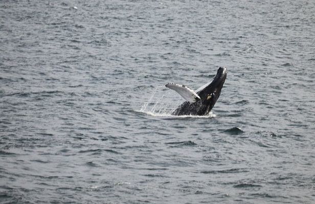 2 Hours Whale Watching Express Adventure