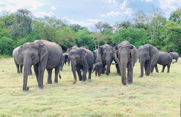 Minneriya half day tour
