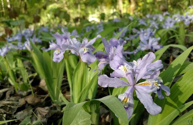 Stroll Back in Time Smokies History Streams and Forest Hike